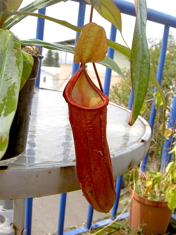 Nepenthes x 'Rebecca Soper'